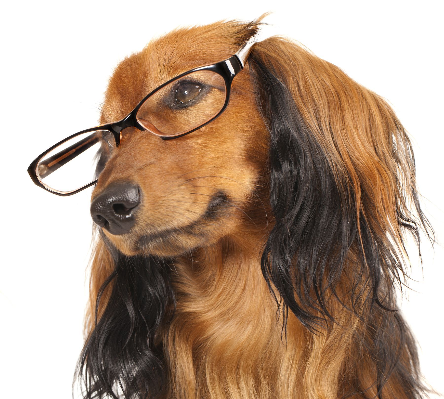 Do You See What I See?